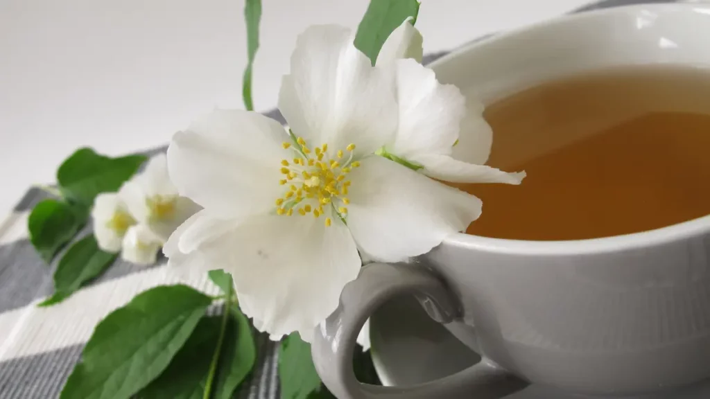 Chá de Amora Branca Benefícios e Propriedades Medicinais
